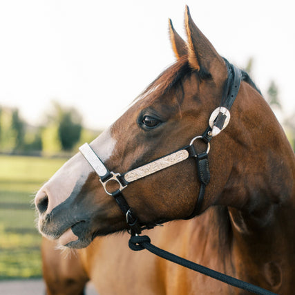 Horse Feed & Supplies