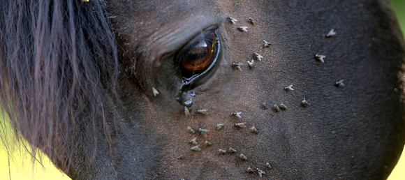 Dark Bay Horse with flies on his face