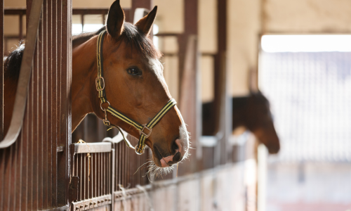 Horse in stall