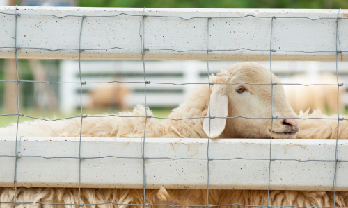 Sheep behind fence