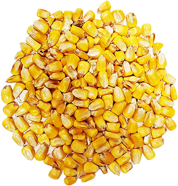 Rancher's Choice Whole Corn (Yellow Corn)