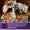 Kalmbach Fancy & Feathered® Feed for Show Birds